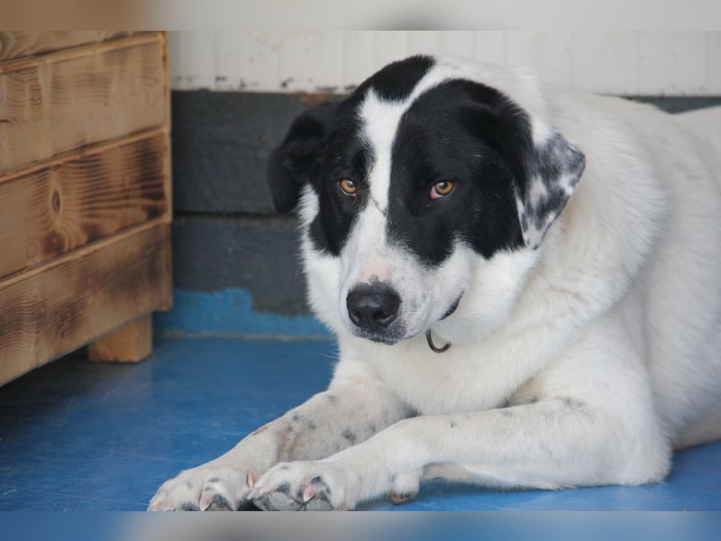Spencer - sucht seinen Anker