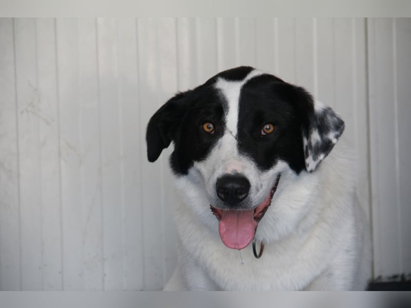Spencer - sucht seinen Anker