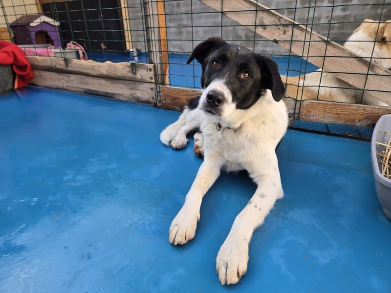 Snoopy - Schüchterner Hundejunge