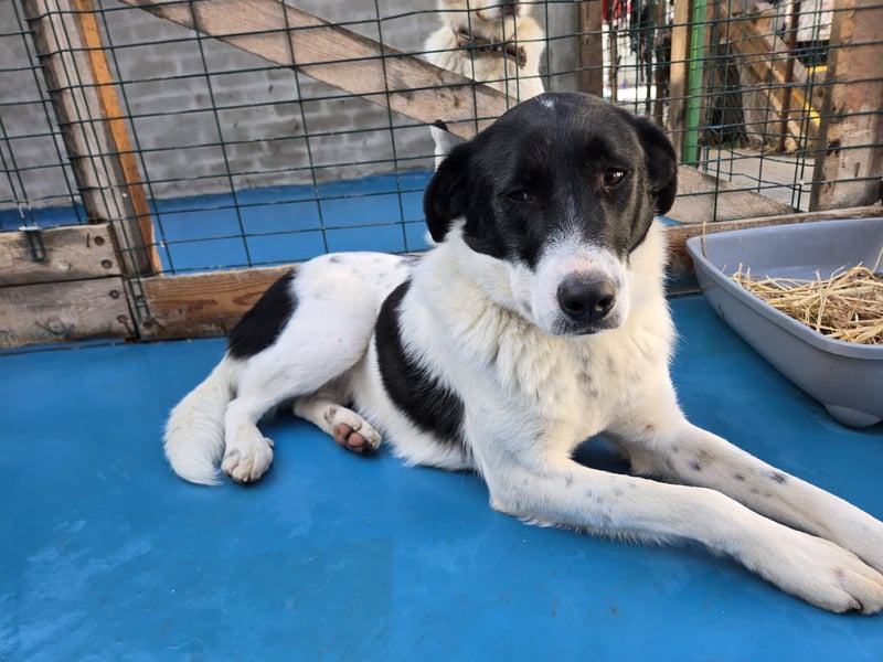 Snoopy - Schüchterner Hundejunge