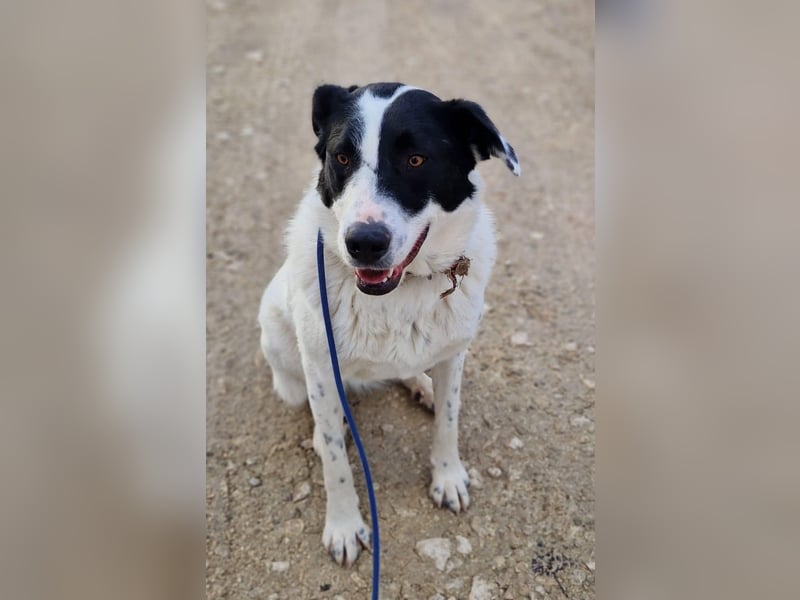 Spencer - sucht seinen Anker