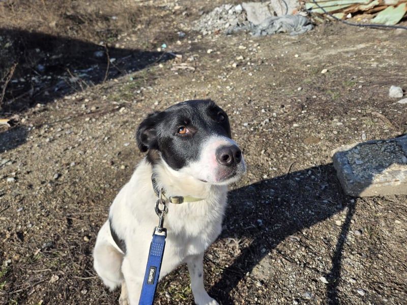 Snoopy - Schüchterner Hundejunge