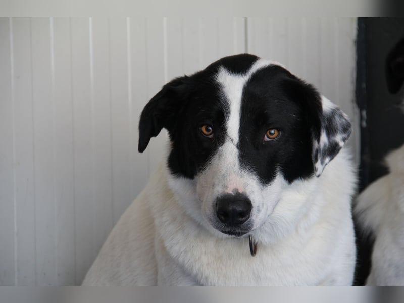 Spencer - sucht seinen Anker