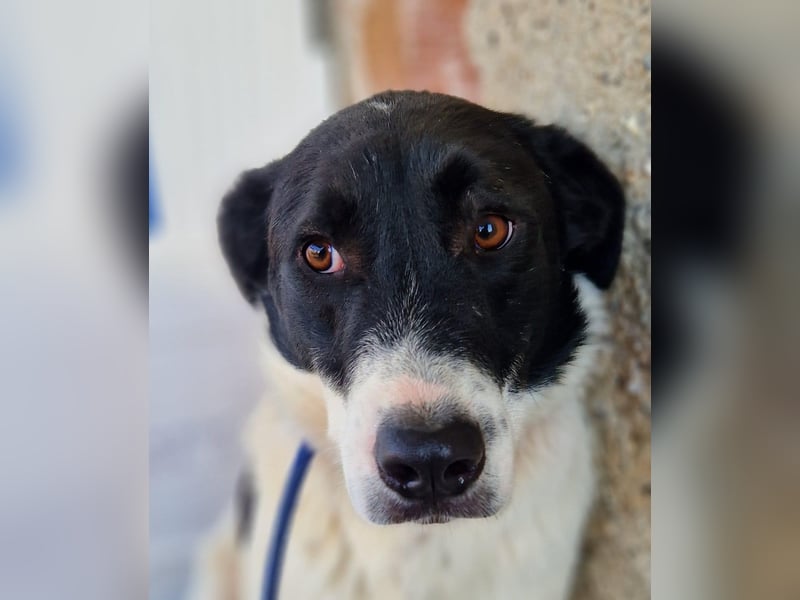 Snoopy - Schüchterner Hundejunge