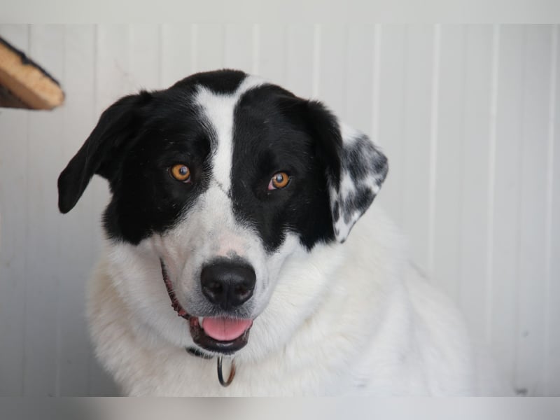 Spencer - sucht seinen Anker