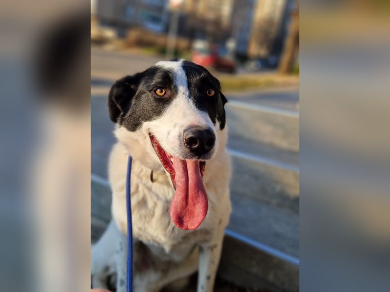 Spencer - sucht seinen Anker