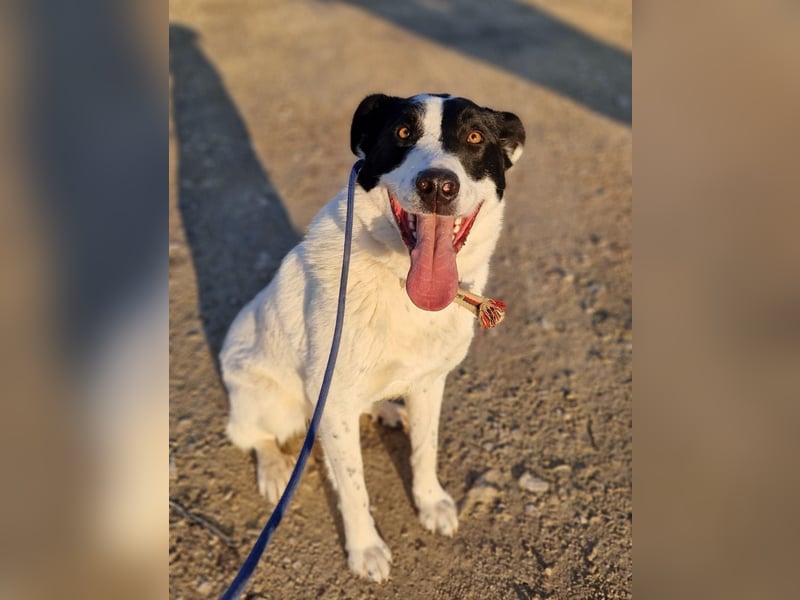 Spencer - sucht seinen Anker