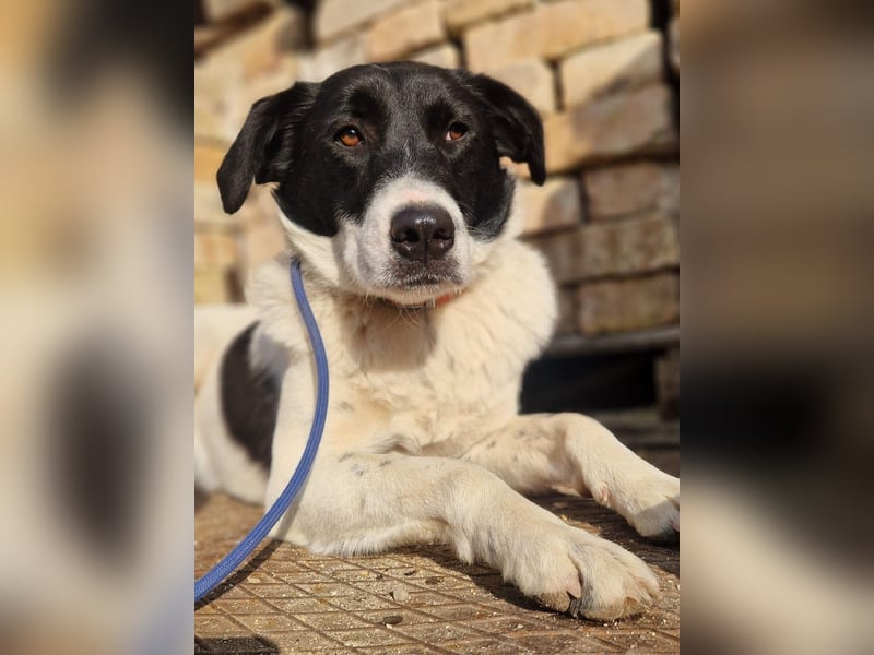 Snoopy - Schüchterner Hundejunge