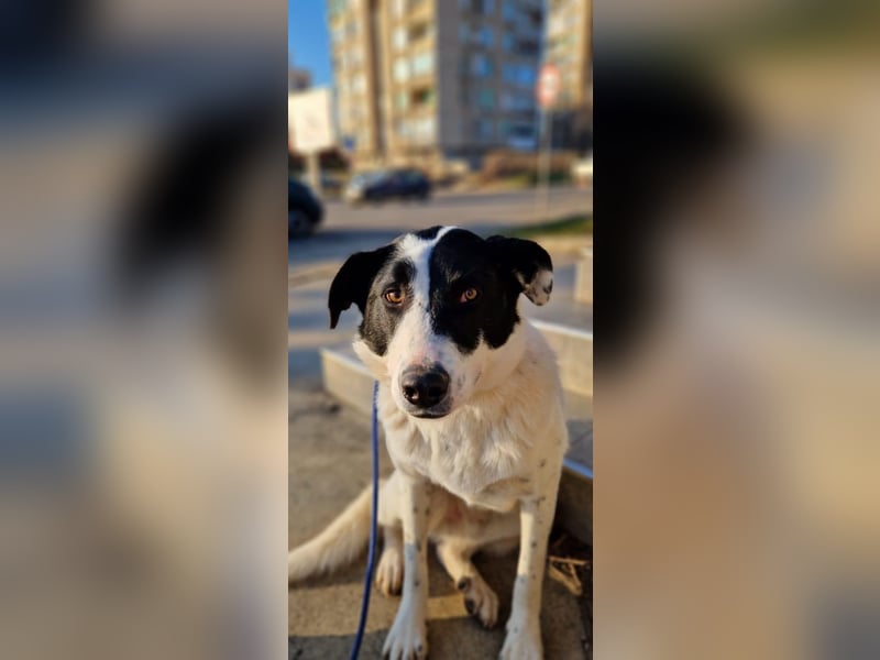 Spencer - sucht seinen Anker