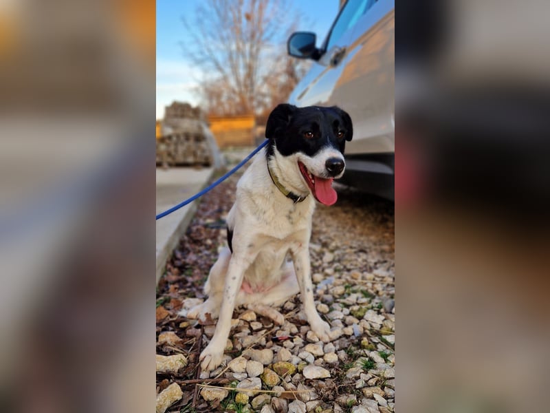 Snoopy - Schüchterner Hundejunge