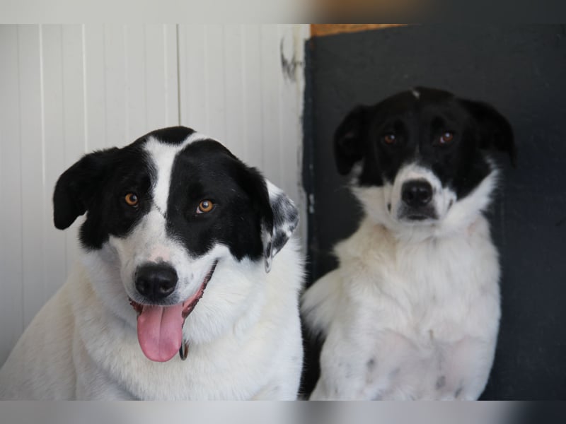 Spencer - sucht seinen Anker