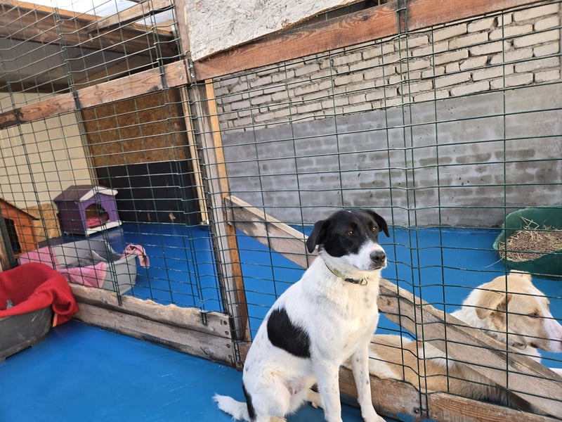 Snoopy - Schüchterner Hundejunge