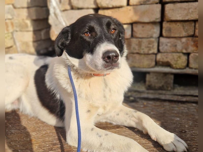 Snoopy - Schüchterner Hundejunge