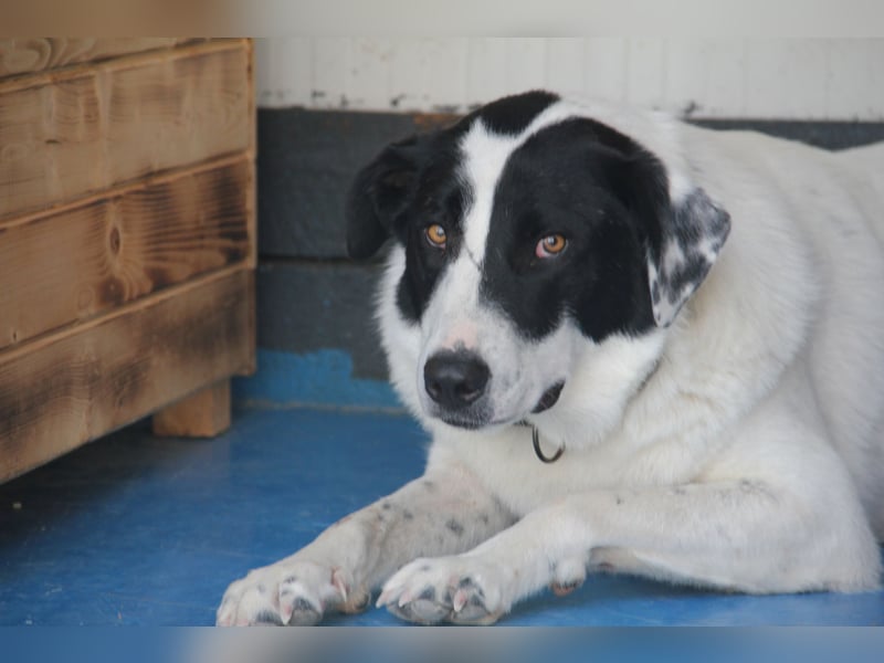 Spencer - sucht seinen Anker