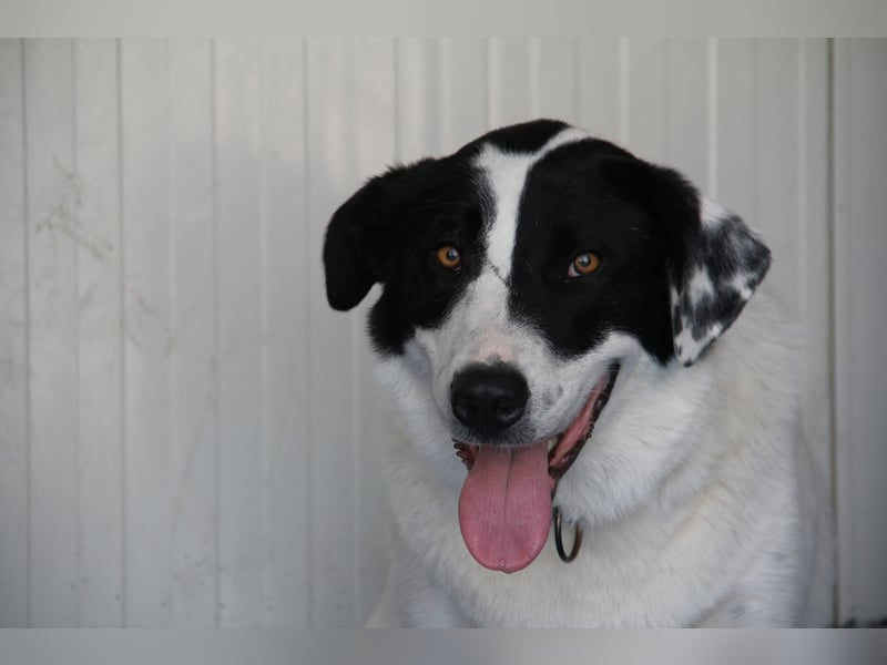 Spencer - sucht seinen Anker