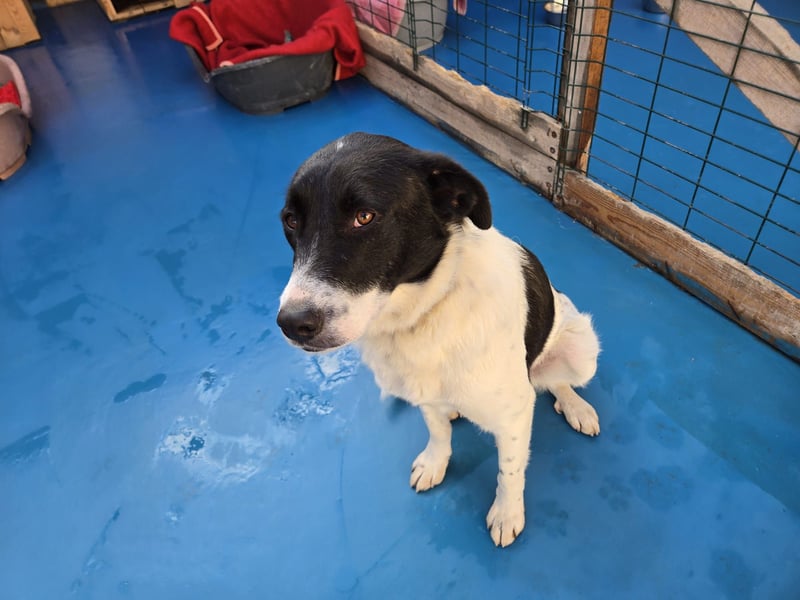 Snoopy - Schüchterner Hundejunge