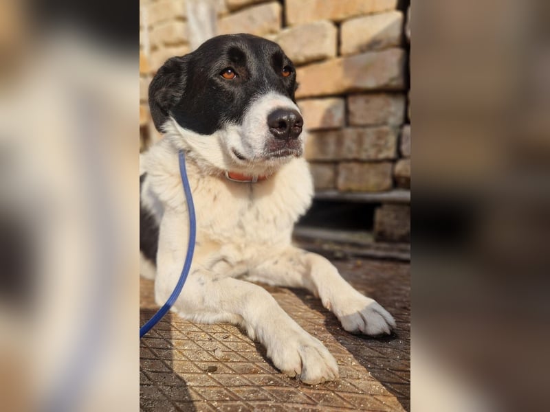 Snoopy - Schüchterner Hundejunge
