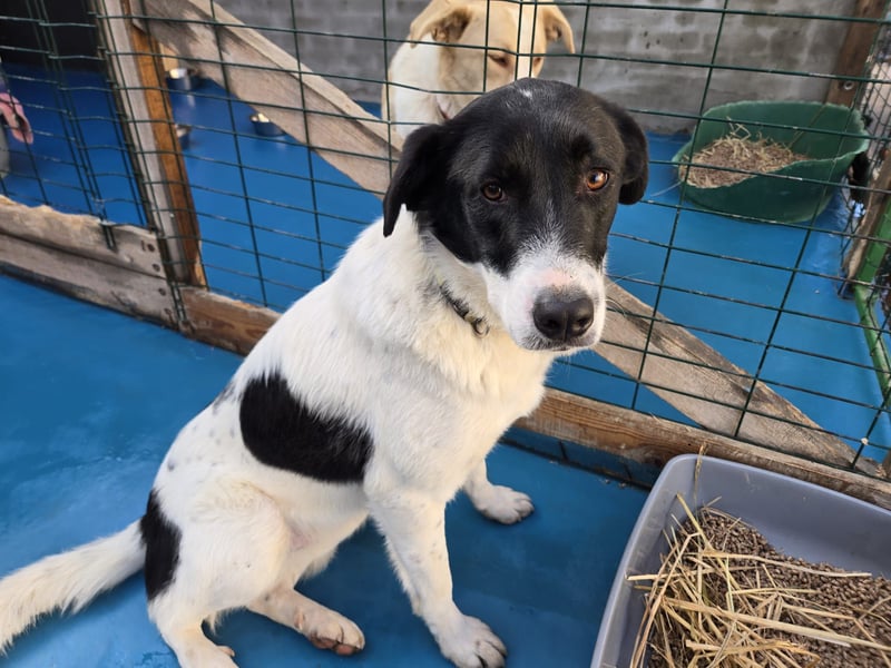 Snoopy - Schüchterner Hundejunge