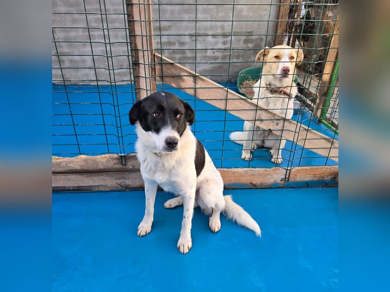 Snoopy - Schüchterner Hundejunge