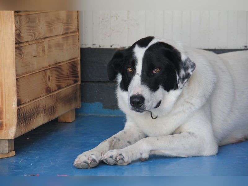 Spencer - sucht seinen Anker