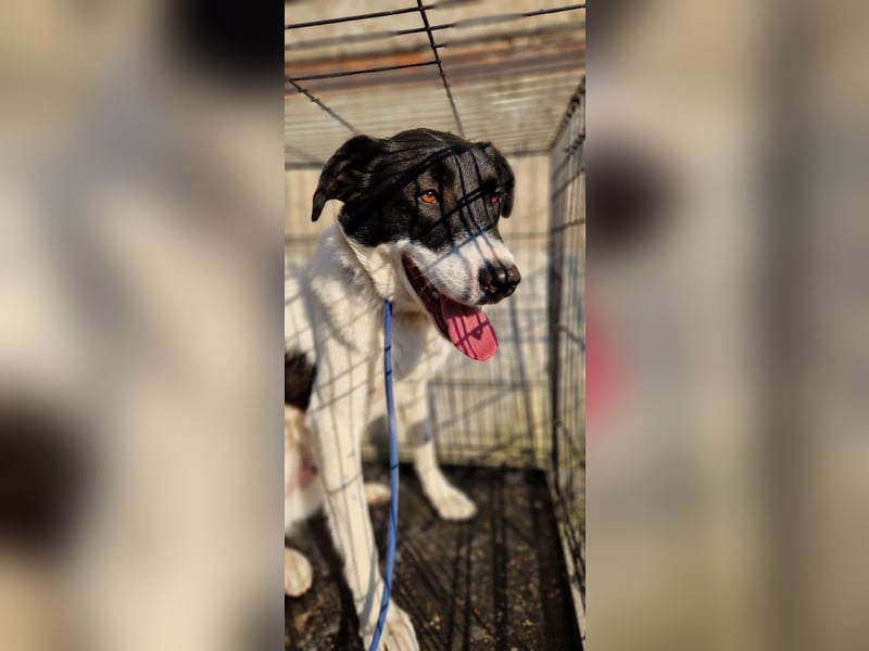 Snoopy - Schüchterner Hundejunge