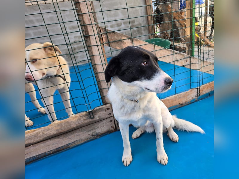 Snoopy - Schüchterner Hundejunge