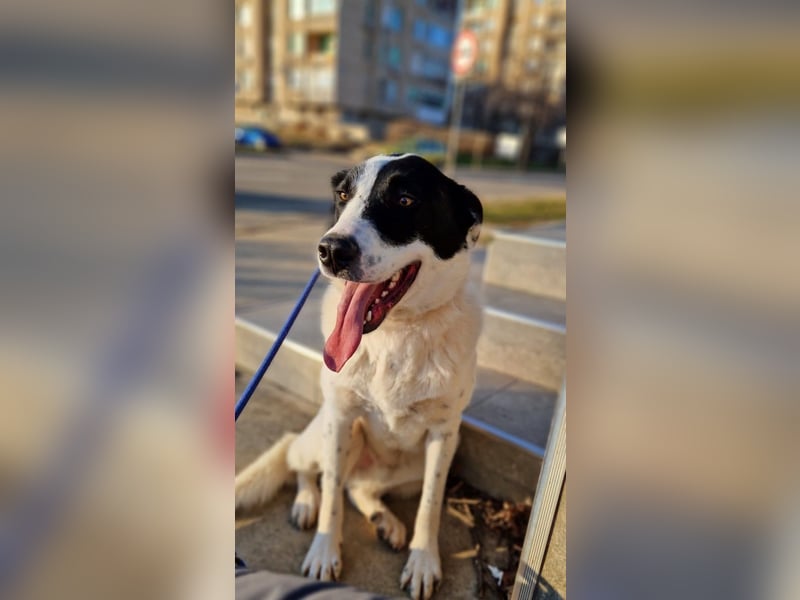 Spencer - sucht seinen Anker