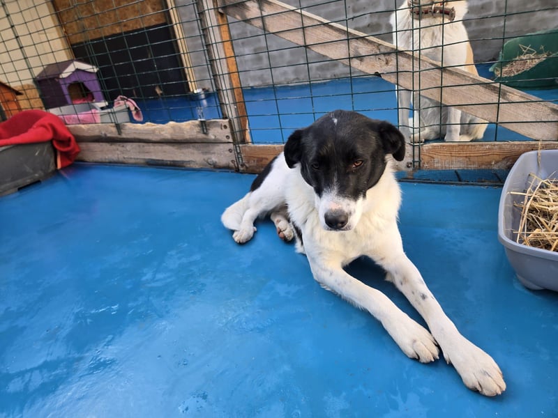 Snoopy - Schüchterner Hundejunge