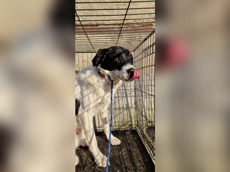 Snoopy - Schüchterner Hundejunge
