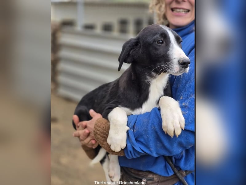 Hübscher Elvis sucht Zuhause für immer!