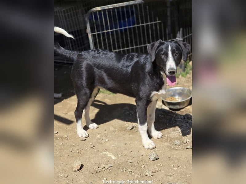 Hübscher Elvis sucht Zuhause für immer!