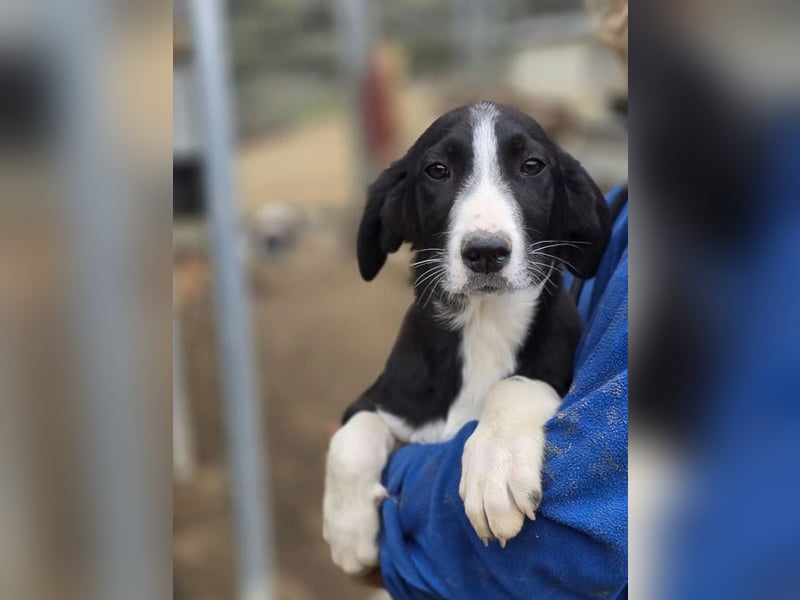 Hübscher Elvis sucht Zuhause für immer!