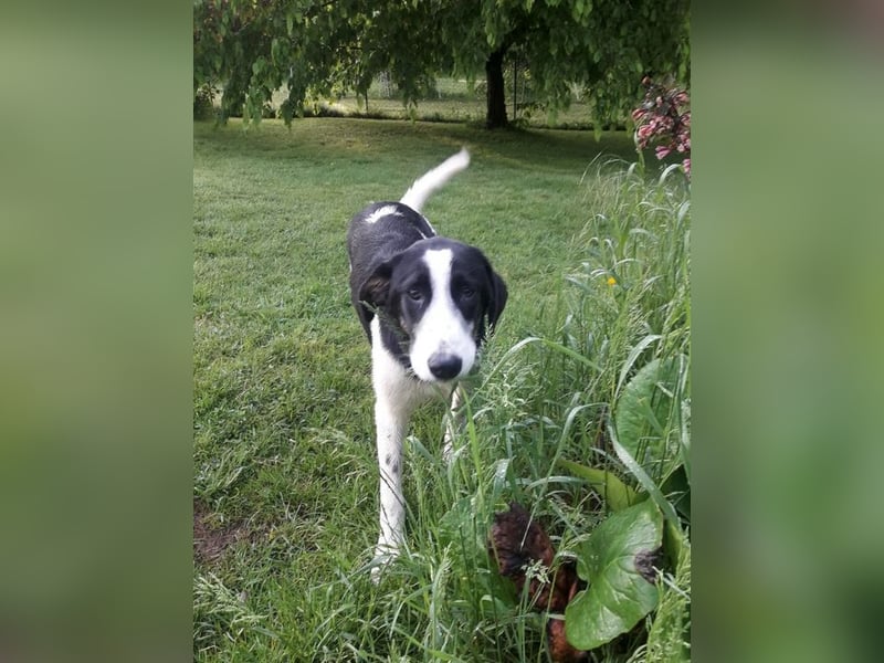 Cosimo, bereits auf PS in DE, sucht wundervolle Familie und Zuhause für immer!