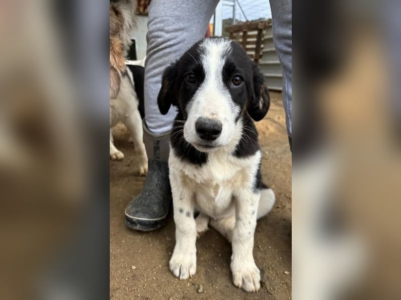 Cosimo, bereits auf PS in DE, sucht wundervolle Familie und Zuhause für immer!