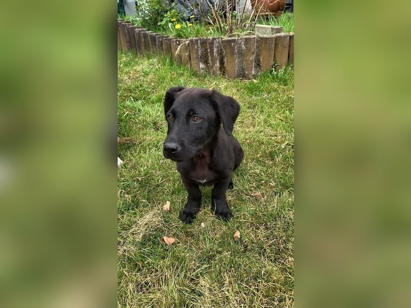 Leon, bereits auf PS in DE, sucht ein tolles Zuhause!