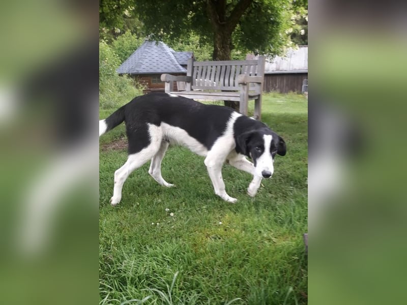 Cosimo, bereits auf PS in DE, sucht wundervolle Familie und Zuhause für immer!