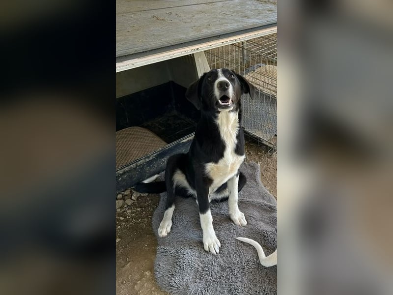 Hübscher Elvis sucht Zuhause für immer!