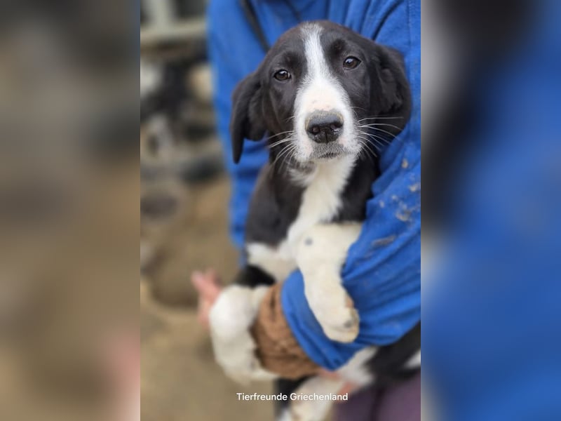 Hübscher Elvis sucht Zuhause für immer!