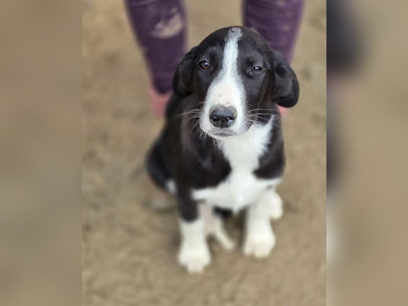 Hübscher Elvis sucht Zuhause für immer!