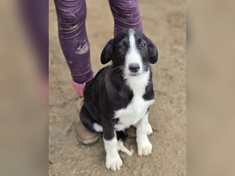 Hübscher Elvis sucht Zuhause für immer!