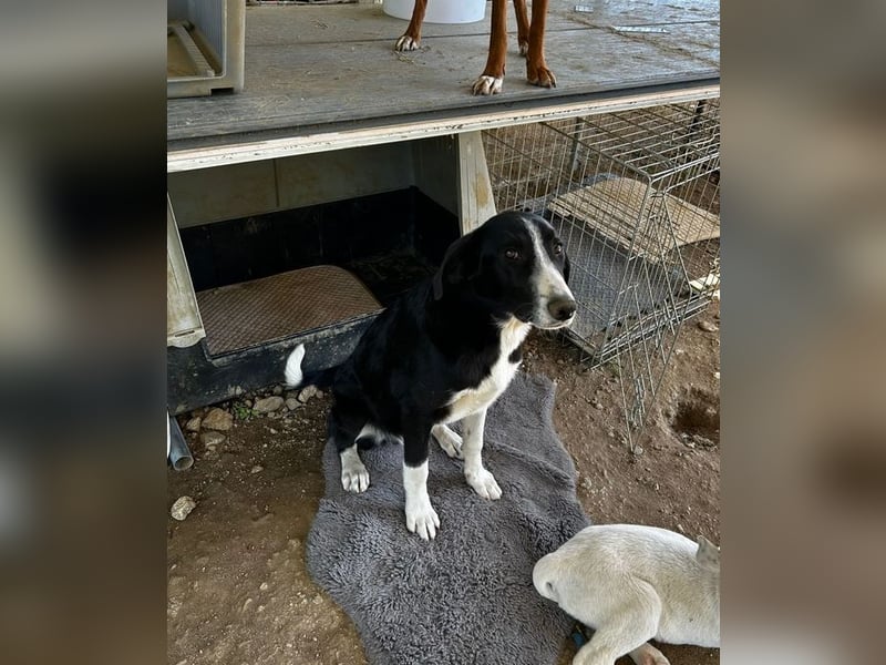 Hübscher Elvis sucht Zuhause für immer!
