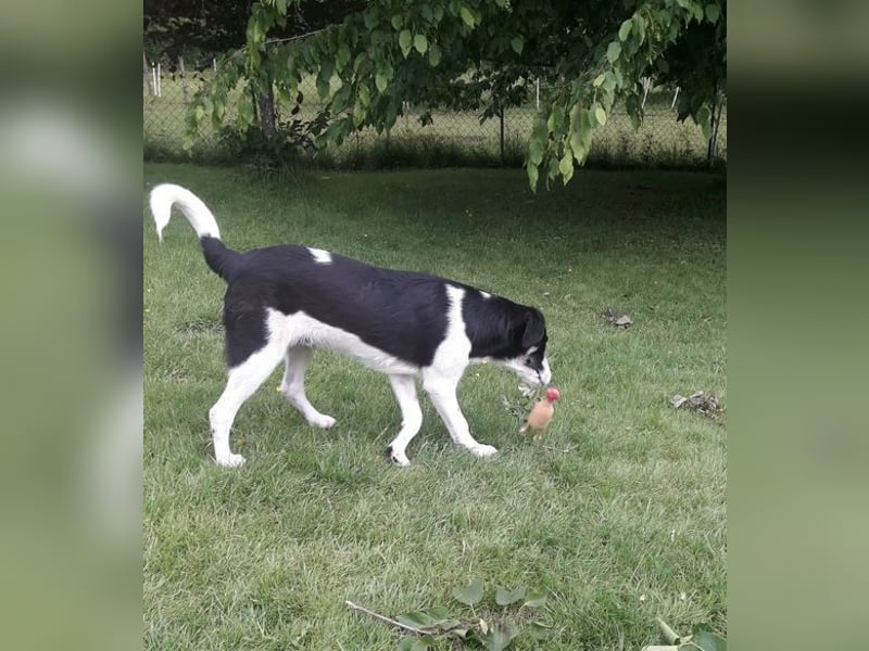 Cosimo, bereits auf PS in DE, sucht wundervolle Familie und Zuhause für immer!