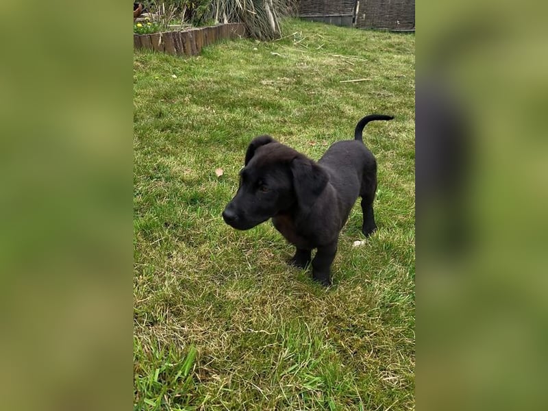 Leon, bereits auf PS in DE, sucht ein tolles Zuhause!