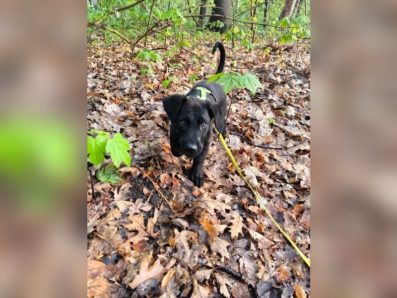 Leon, bereits auf PS in DE, sucht ein tolles Zuhause!