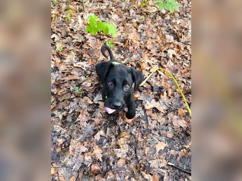 Leon, bereits auf PS in DE, sucht ein tolles Zuhause!
