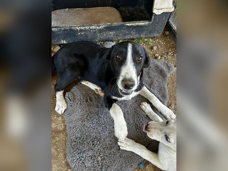 Hübscher Elvis sucht Zuhause für immer!