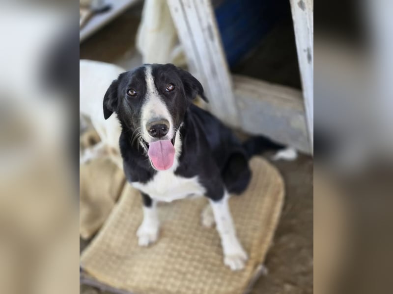 Hübscher Elvis sucht Zuhause für immer!