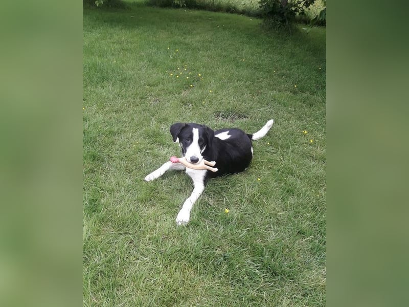 Cosimo, bereits auf PS in DE, sucht wundervolle Familie und Zuhause für immer!