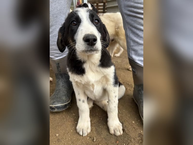 Cosimo, bereits auf PS in DE, sucht wundervolle Familie und Zuhause für immer!