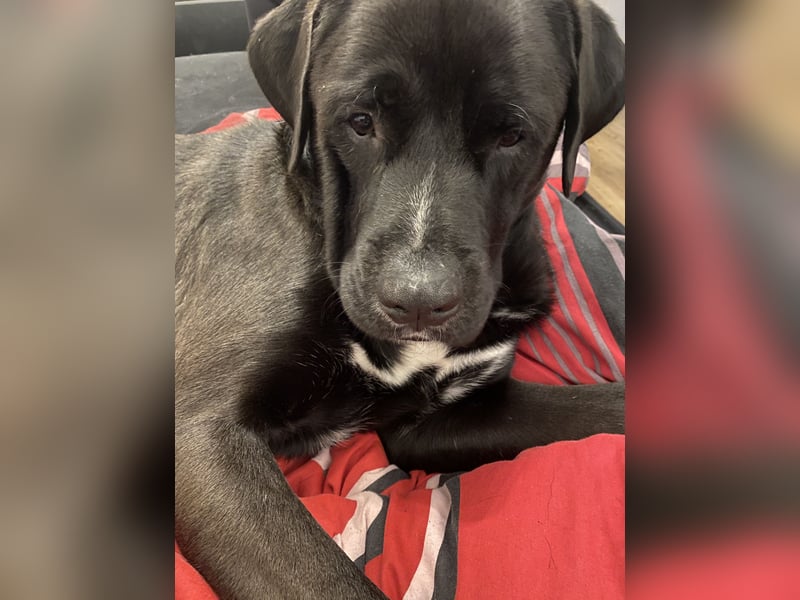 Mischling Jack sucht neues Zuhause